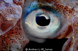 Calamari ,EYE Take II by Andres L-M_larraz 